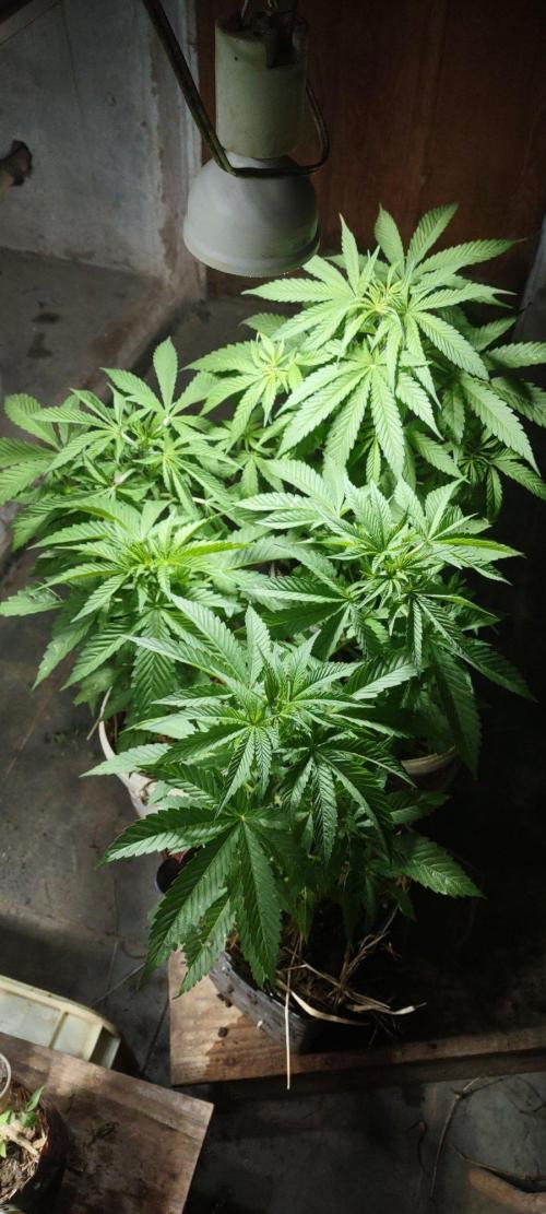 Mix pack fast buds. Week 8 - Crescendo muito rápido 