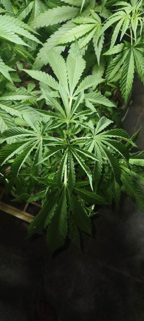 Mix pack fast buds. Week 9