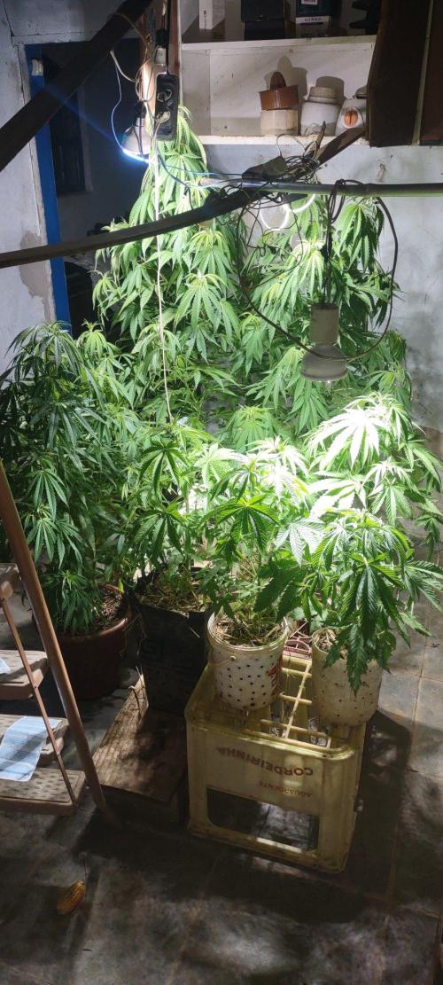 Mix pack fast buds. Week 9