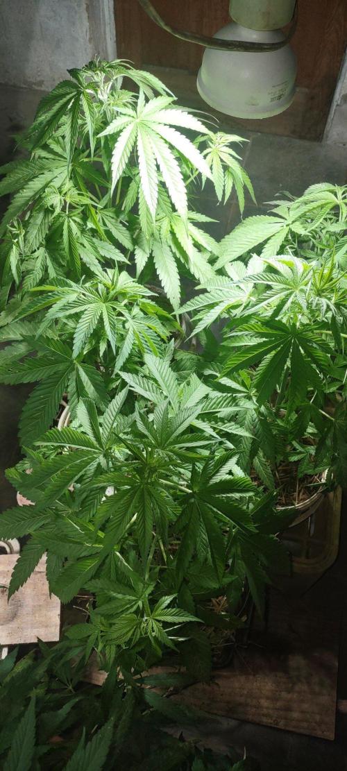 Mix pack fast buds. Week 9