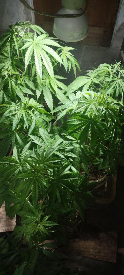 Mix pack fast buds. Week 9