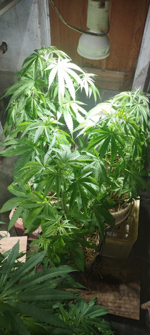 Mix pack fast buds. Week 9