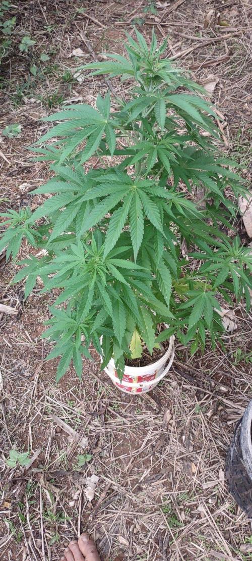 Mix pack fast buds. Week 11
