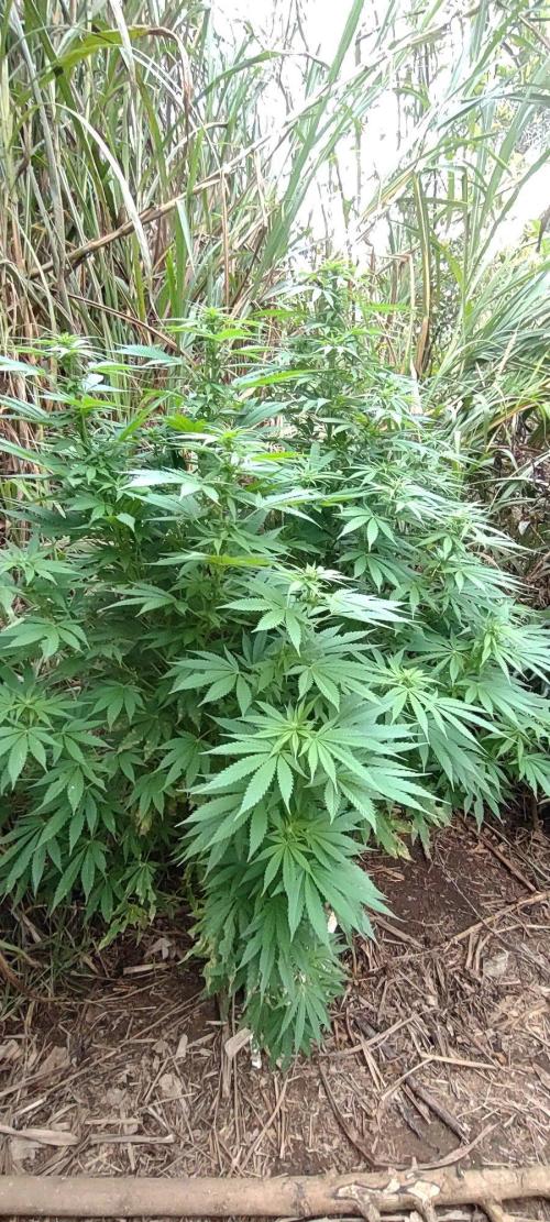 Mendocino purple. Week 17