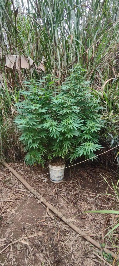 Mendocino purple. Week 17