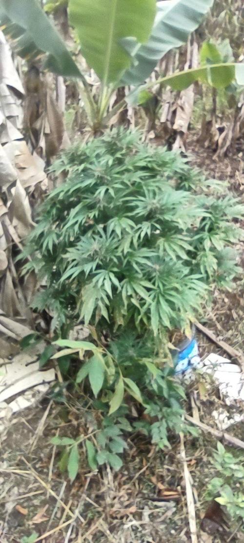 Mendocino purple. Week 17