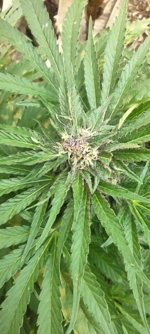 Mendocino purple. Week 17
