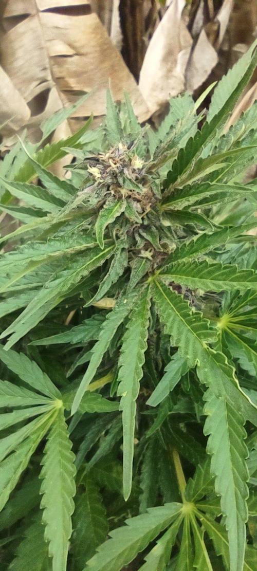 Mendocino purple. Week 17