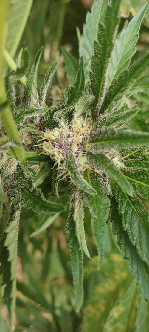 Mendocino purple. Week 17