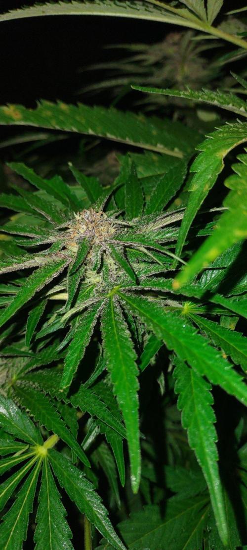 Mendocino Purple Kush. Week 17