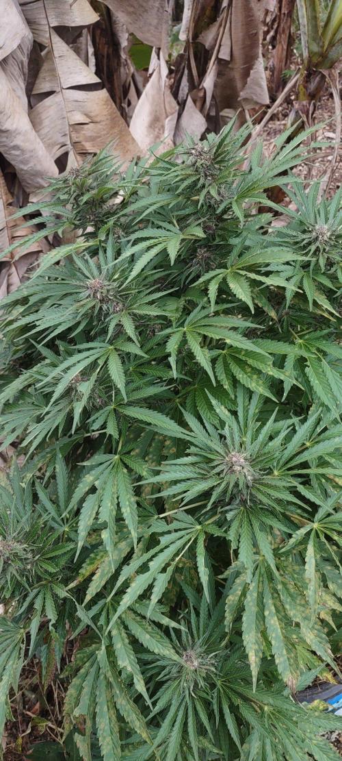Mendocino purple. Week 17