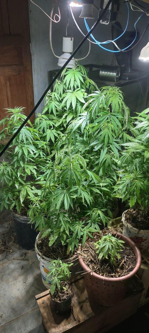 Mix Pack FF. Week 12