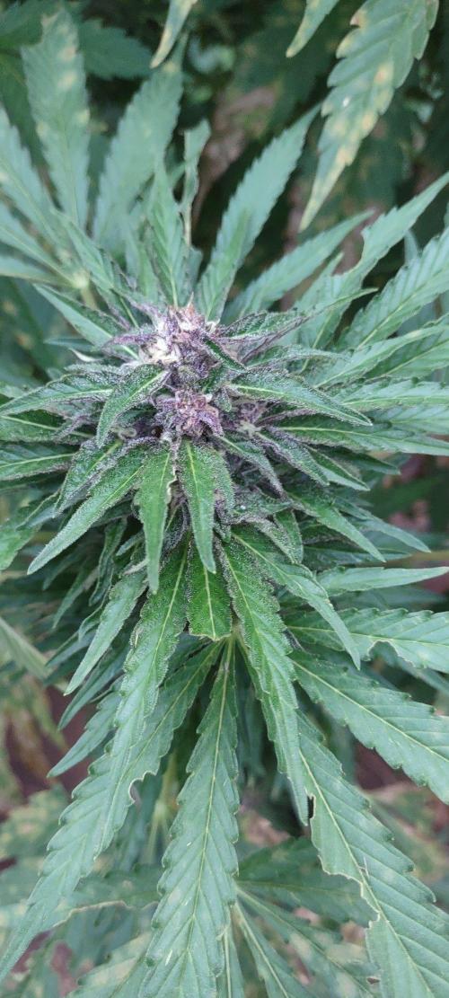 Mendocino purple. Week 18