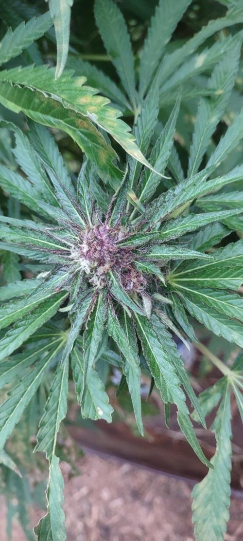 Mendocino purple. Week 18