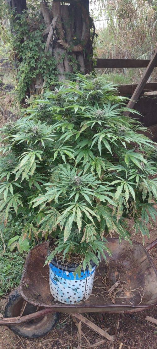 Mendocino purple. Week 18