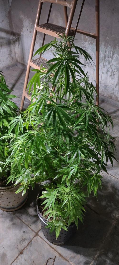 Mix pack fast buds. Week 14