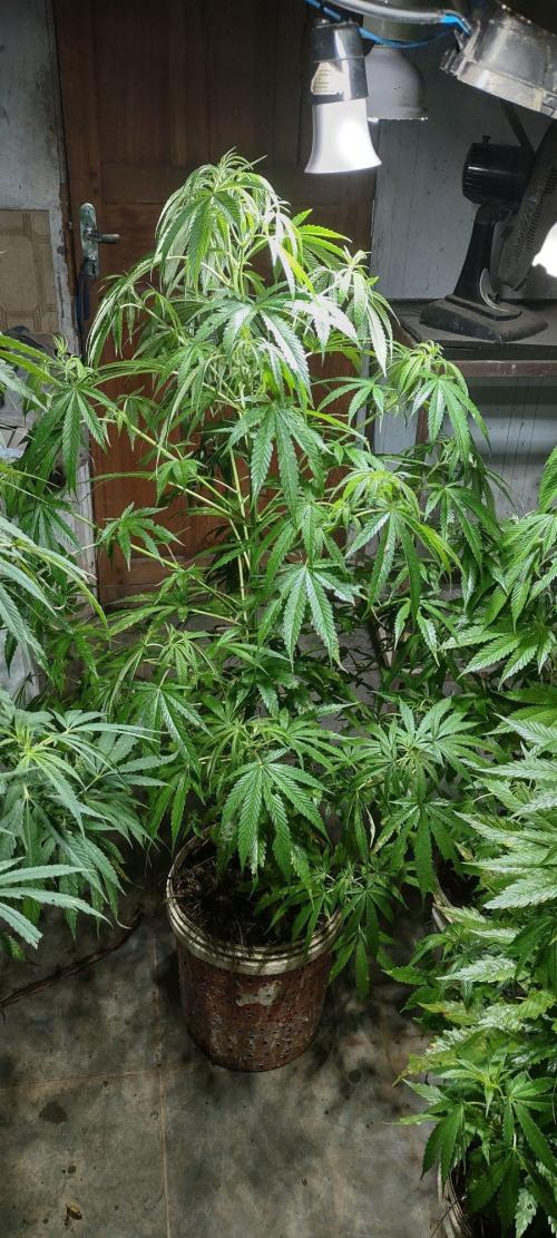 Mix pack fast buds. Week 14