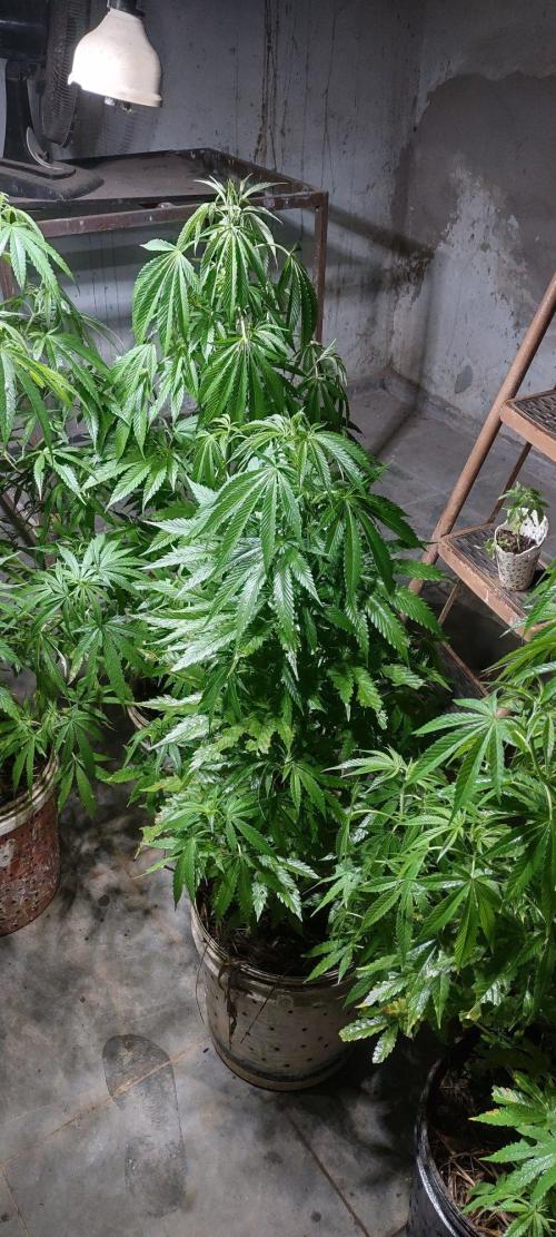 Mix pack fast buds. Week 14