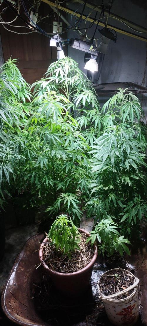 Mix pack fast buds. Week 14