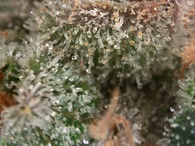 Izi Scout Cookies. Week 11