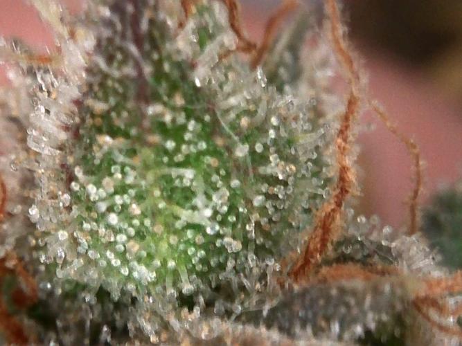 Izi Scout Cookies. Week 11