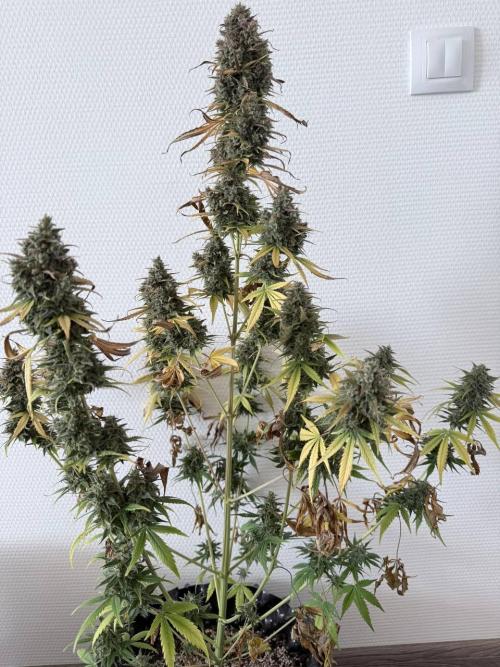 Izi Scout Cookies. Week 11