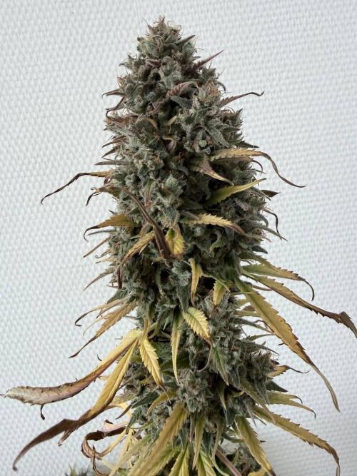 Izi Scout Cookies. Week 11