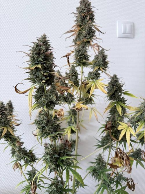 Izi Scout Cookies. Week 11