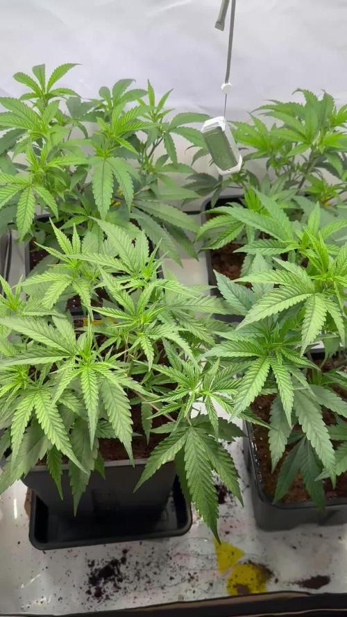 First legal indoor grow