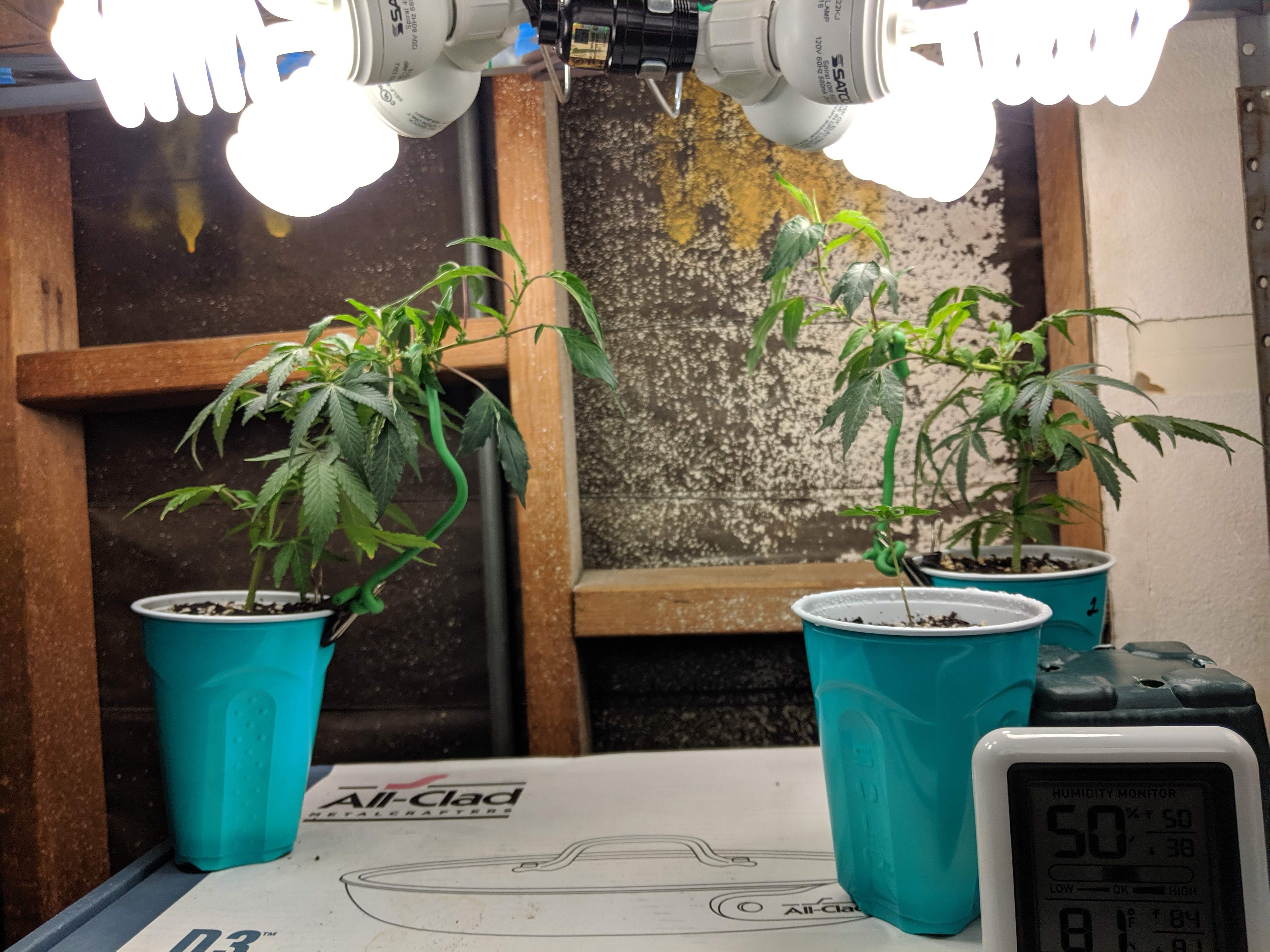 Purple City PCG Cookies x Watermelon Zkittlez grow diary (journal) week6 by Zombienick