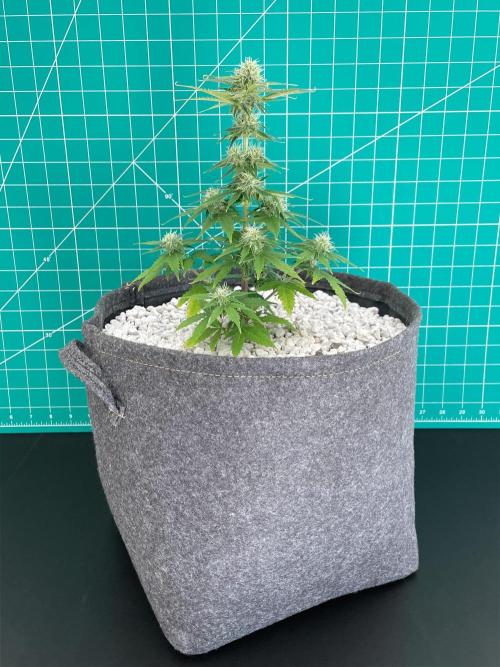 Atlas F1 One-to-One. Week 6 - Day 43 (background = 1" squares)