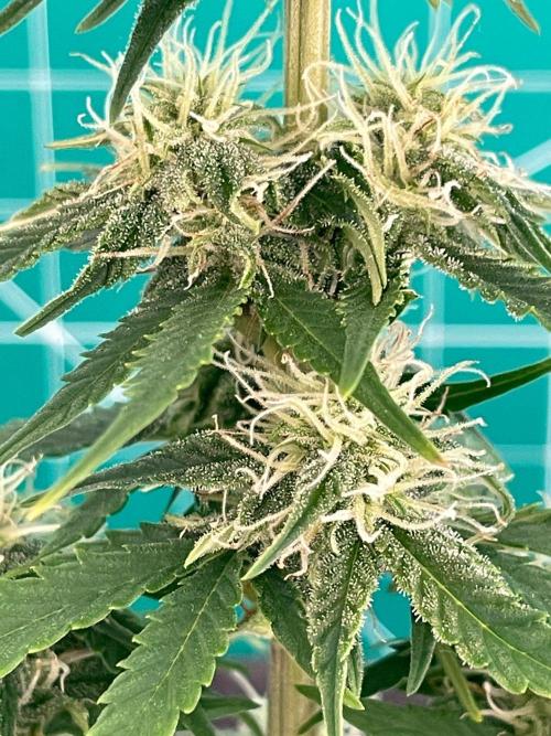 Atlas F1 One-to-One. Week 6 - Day 43