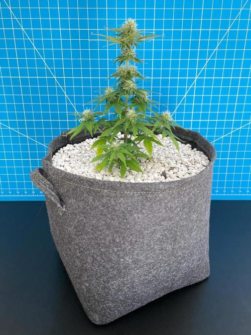 Atlas F1 One-to-One. Week 6 - Day 43 (background = 2 cm squares)