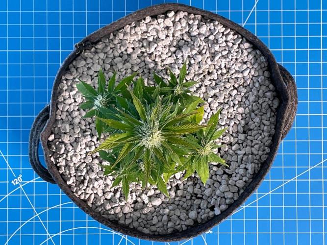 Atlas F1 One-to-One. Week 6 - Day 43