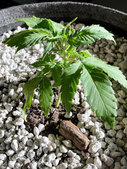 Medusa F1 #2: Direct in Final Fabric Pot. Week 2 - Day 22