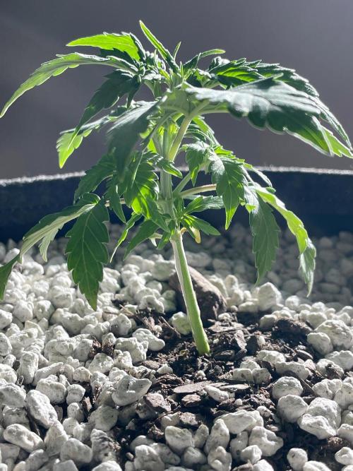 Medusa F1 #2: Direct in Final Fabric Pot. Week 2 - Day 22