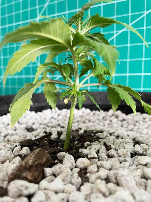 Medusa F1 #2: Direct in Final Fabric Pot. Week 2 - Day 22