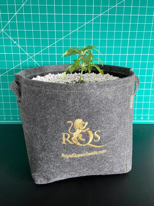 Medusa F1 #2: Direct in Final Fabric Pot. Week 2 - Day 22