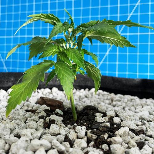 Medusa F1 #2: Direct in Final Fabric Pot. Week 2 - Day 22