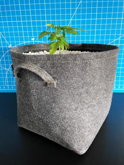 Medusa F1 #2: Direct in Final Fabric Pot. Week 2 - Day 22