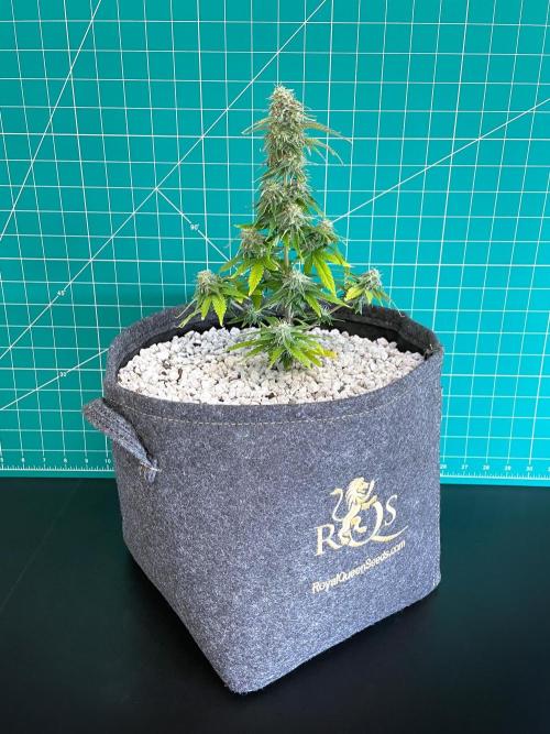 Atlas F1 One-to-One. Week 7 - Day 51