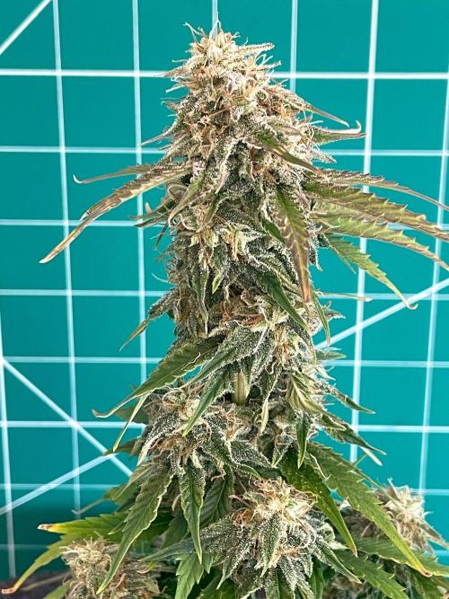 Atlas F1 One-to-One. Week 7 - Day 51