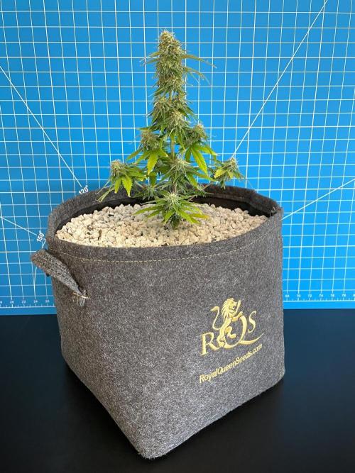 Atlas F1 One-to-One. Week 7 - Day 51