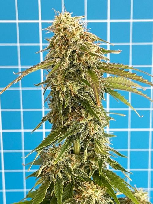 Atlas F1 One-to-One. Week 7 - Day 51