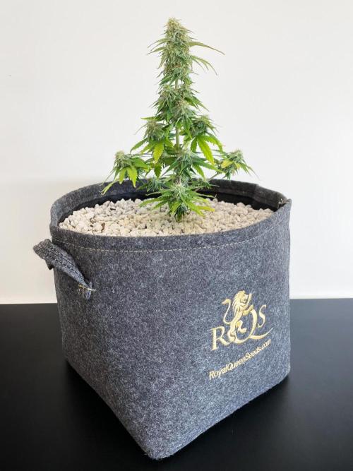 Atlas F1 One-to-One. Week 7 - Day 51