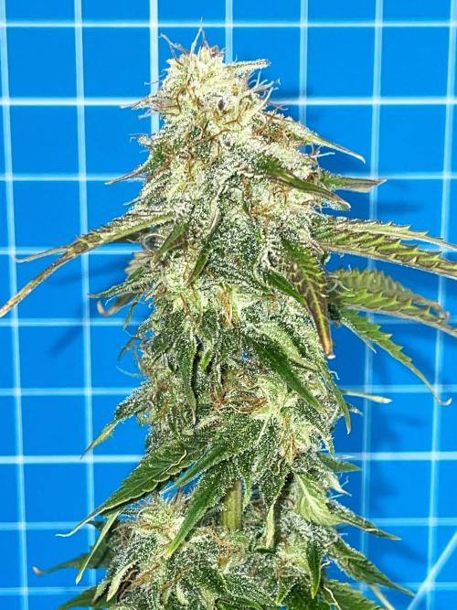 Atlas F1 One-to-One. Week 7 - Day 51 (iPhone flash)