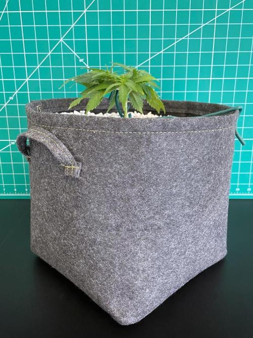 Medusa F1 #2: Direct in Final Fabric Pot. Week 3 - Day 29