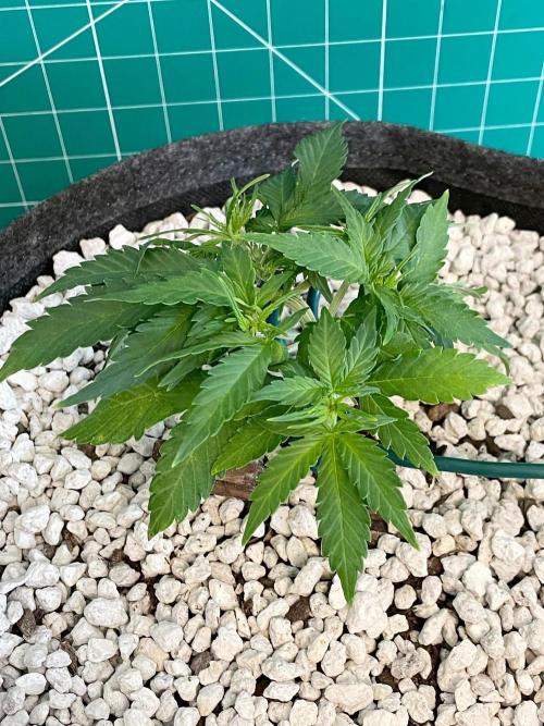 Medusa F1 #2: Direct in Final Fabric Pot. Week 3 - Day 29