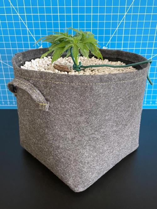 Medusa F1 #2: Direct in Final Fabric Pot. Week 3 - Day 29