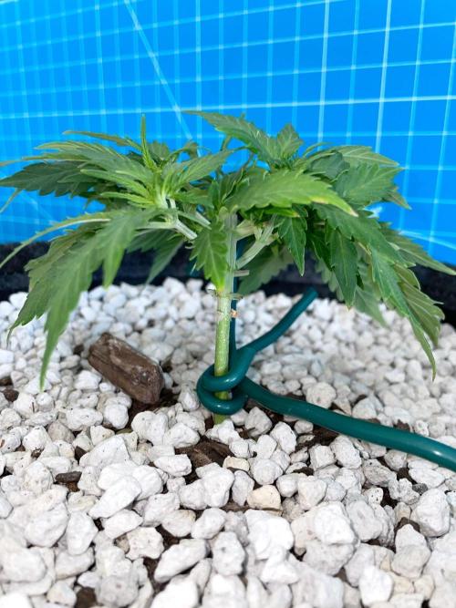 Medusa F1 #2: Direct in Final Fabric Pot. Week 3 - Day 29